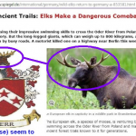 bear elk6