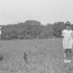 Zoe, Loren and Lois horses