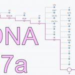 mtDNA H27a of Alma