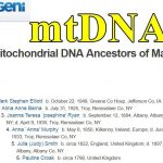 mtDNA Geni